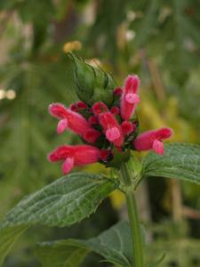 Salvia  oxyphora